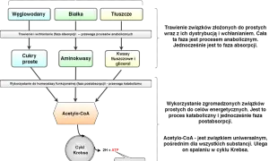 Schemat metabolizmu: węglowodany, białka, tłuszcze trawione do cukrów, aminokwasów, kwasów tłuszczowych. Następnie wykorzystywane do katabolizmu, tworząc Acetylo-CoA, który wchodzi do cyklu Krebsa, generując ATP. Procesy te mogą zachodzić w warunkach *...
