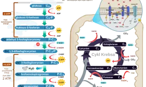 Schemat przedstawia procesy metaboliczne: glikolizę w cytoplazmie, cykl Krebsa i łańcuch oddechowy w mitochondriach, gdzie zachodzi produkcja ATP.