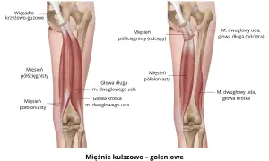 Anatomia uda: mięsień półścięgnisty i półbłoniasty, z zaznaczonym więzadłem krzyżowo-guzowym.