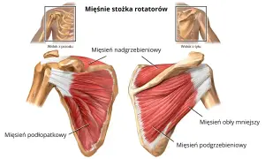 Anatomia barku: mięsień podgrzebieniowy, podłopatkowy, nadgrzebieniowy i obły mniejszy. Widok z przodu i z tyłu.