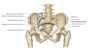 Anatomia miednicy z zaznaczonym stawem krzyżowo-biodrowym i więzadłami.