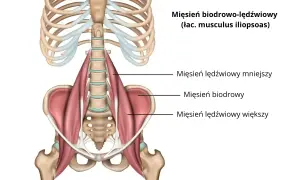 Anatomia mięśnia biodrowo-lędźwiowego, z zaznaczonym mięśniem lędźwiowym większym, biodrowym i mniejszym.