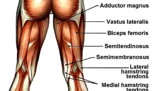 Anatomia mięśni uda: adductor magnus, vastus lateralis, biceps femoris, semitendinosus, semimembranosus, ścięgna mięśni kulszowo-goleniowych.
