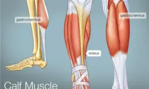 Anatomia łydki: mięsień brzuchaty łydki (gastrocnemius) i mięsień płaszczkowaty (soleus) w zbliżeniu.