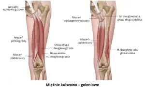 Anatomia mięśnia dwugłowego uda, pokazująca jego głowy długą i krótką, oraz mięsień półścięgnisty i półbłoniasty.