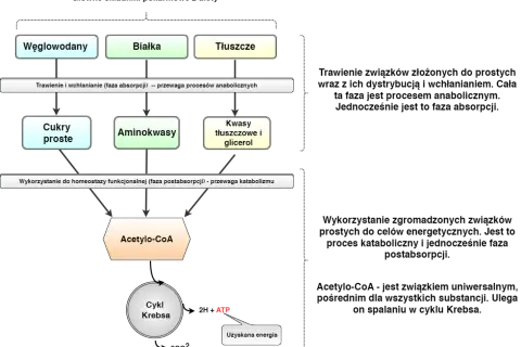 Schemat metabolizmu: węglowodany, białka, tłuszcze trawione do cukrów, aminokwasów, kwasów tłuszczowych. Następnie wykorzystywane do katabolizmu, tworząc Acetylo-CoA, który wchodzi do cyklu Krebsa, generując ATP. Procesy te mogą zachodzić w warunkach *...