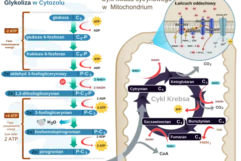 Schemat przedstawia procesy metaboliczne: glikolizę w cytoplazmie, cykl Krebsa i łańcuch oddechowy w mitochondriach, gdzie zachodzi produkcja ATP.