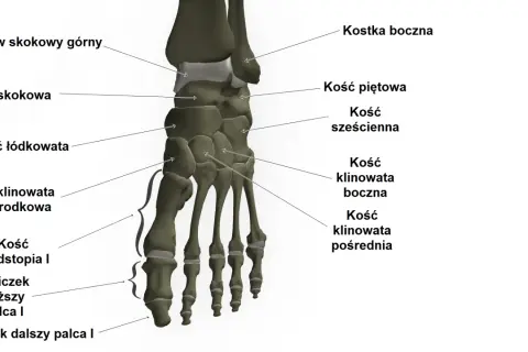 Anatomia stopy: kości skokowa, piętowa, łódkowata, sześcienna, klinowate, śródstopia i paliczki. Stawy w stopie tworzą skomplikowaną strukturę.