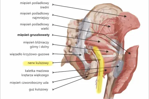 Anatomia miednicy: mięsień pośladkowy wielki, gruszkowaty i nerw kulszowy.