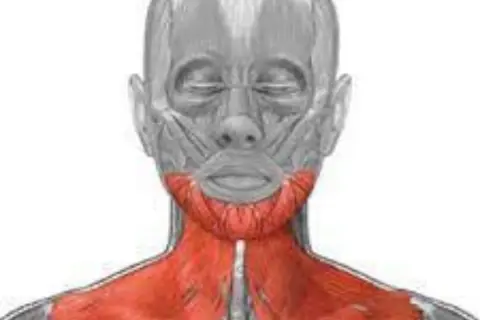 Anatomia szyi: czerwony mięsień szeroki szyi, widoczny pod skórą, biegnie od żuchwy do obojczyka.