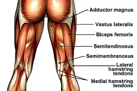 Anatomia mięśni uda: adductor magnus, vastus lateralis, biceps femoris, semitendinosus, semimembranosus, ścięgna mięśni kulszowo-goleniowych.