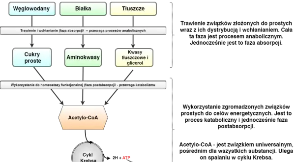 Schemat metabolizmu: węglowodany, białka, tłuszcze trawione do cukrów, aminokwasów, kwasów tłuszczowych. Następnie wykorzystywane do katabolizmu, tworząc Acetylo-CoA, który wchodzi do cyklu Krebsa, generując ATP. Procesy te mogą zachodzić w warunkach *...
