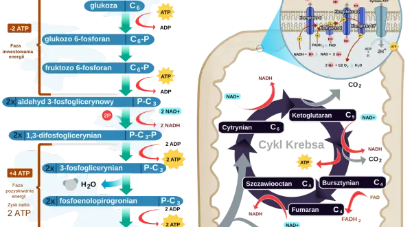 Schemat przedstawia procesy metaboliczne: glikolizę w cytoplazmie, cykl Krebsa i łańcuch oddechowy w mitochondriach, gdzie zachodzi produkcja ATP.