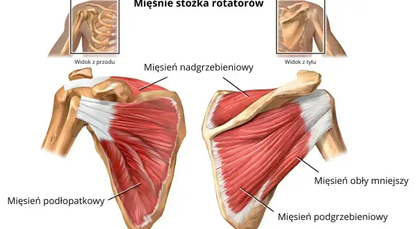 Anatomia barku: mięsień podgrzebieniowy, podłopatkowy, nadgrzebieniowy i obły mniejszy. Widok z przodu i z tyłu.