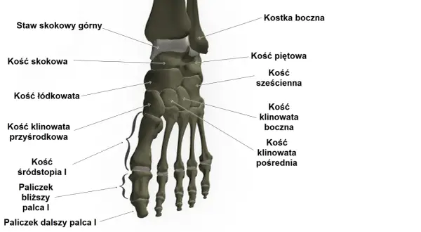 Anatomia stopy: kości skokowa, piętowa, łódkowata, sześcienna, klinowate, śródstopia i paliczki. Stawy w stopie tworzą skomplikowaną strukturę.