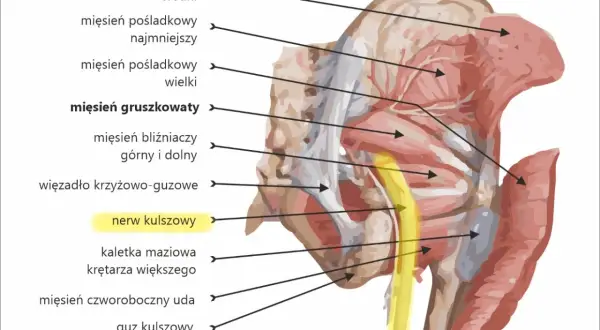 Anatomia miednicy: mięsień pośladkowy wielki, gruszkowaty i nerw kulszowy.