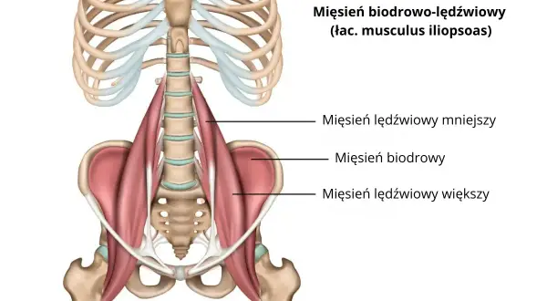 Anatomia mięśnia biodrowo-lędźwiowego, z zaznaczonym mięśniem lędźwiowym większym, biodrowym i mniejszym.