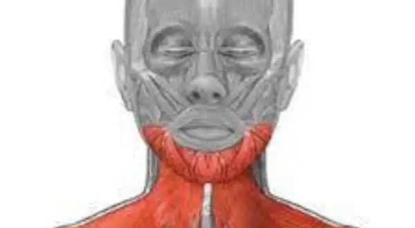 Anatomia szyi: czerwony mięsień szeroki szyi, widoczny pod skórą, biegnie od żuchwy do obojczyka.