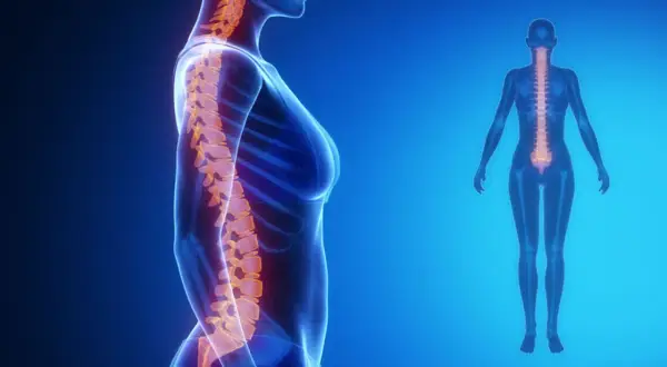 Anatomia kręgosłupa z widoczną lordozą. Kręgosłup w kolorze pomarańczowym na tle niebieskiej sylwetki kobiety.