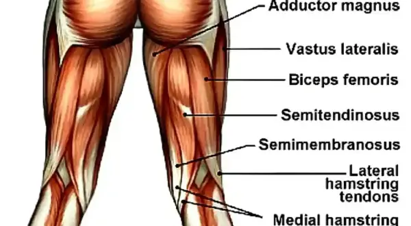 Anatomia mięśni uda: adductor magnus, vastus lateralis, biceps femoris, semitendinosus, semimembranosus, ścięgna mięśni kulszowo-goleniowych.