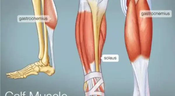 Anatomia łydki: mięsień brzuchaty łydki (gastrocnemius) i mięsień płaszczkowaty (soleus) w zbliżeniu.