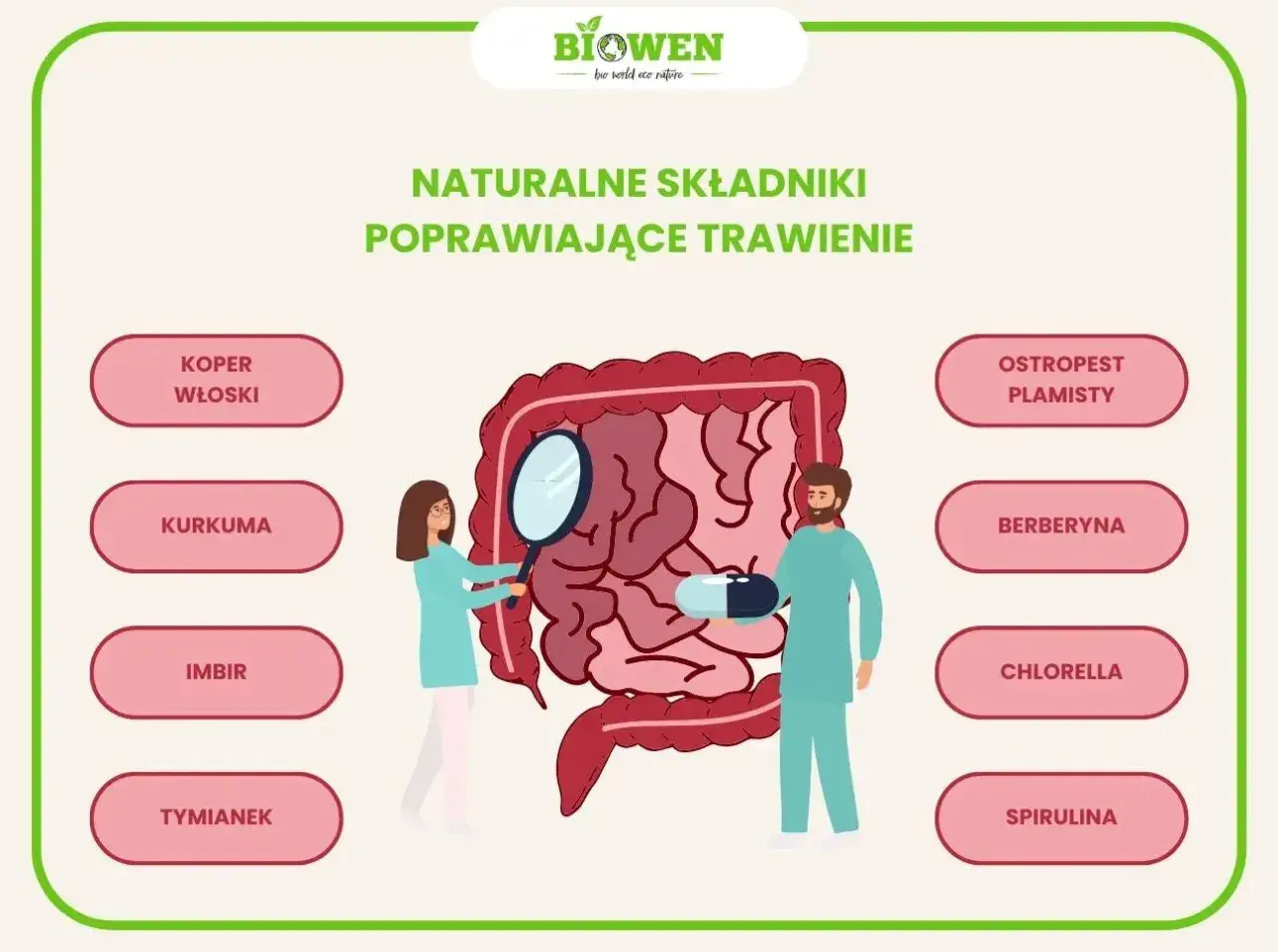 Ilustracja przedstawia jelita i składniki wspierające kurację jelitowo metaboliczną: koper włoski, kurkumę, imbir, tymianek, ostropest plamisty, berberynę, chlorellę i spirulinę.