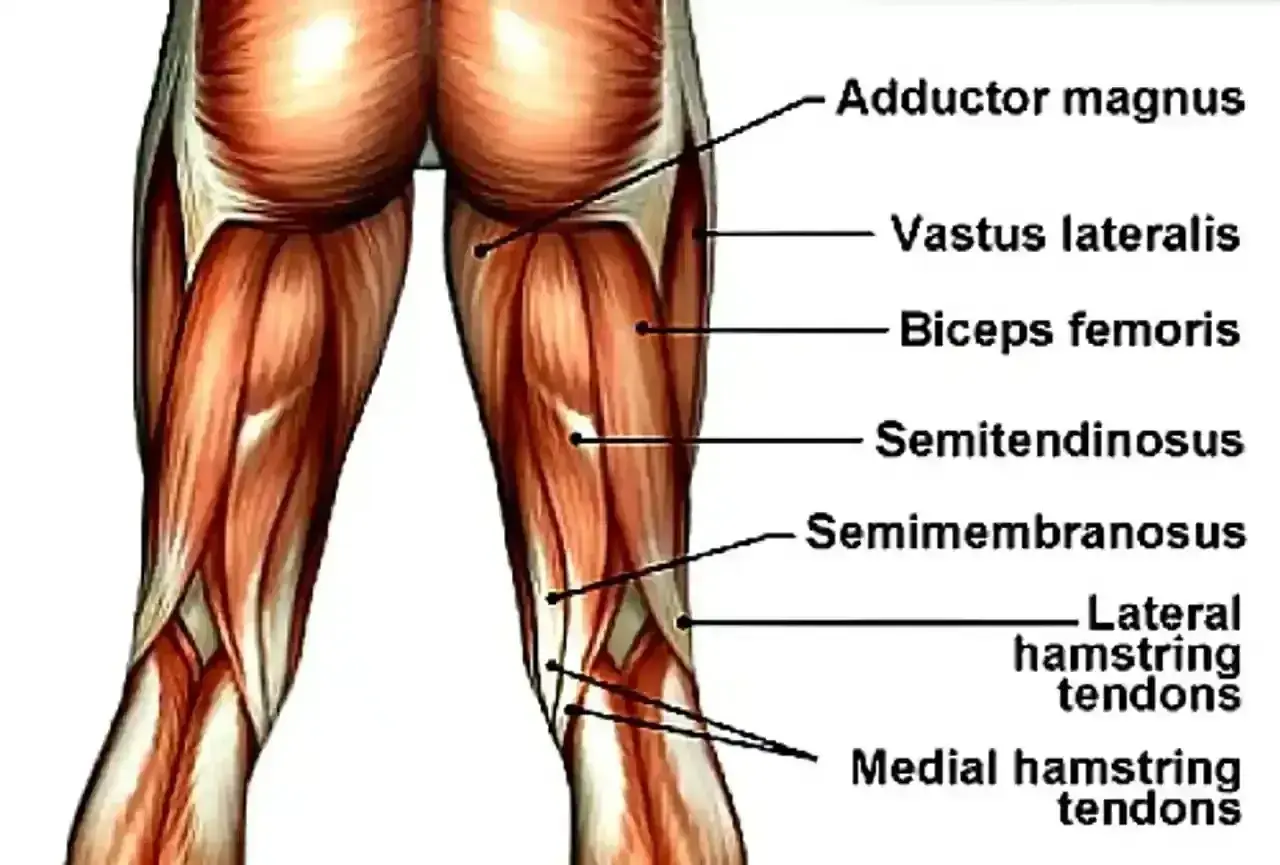 Anatomia mięśni uda: adductor magnus, vastus lateralis, biceps femoris, semitendinosus, semimembranosus, ścięgna mięśni kulszowo-goleniowych.
