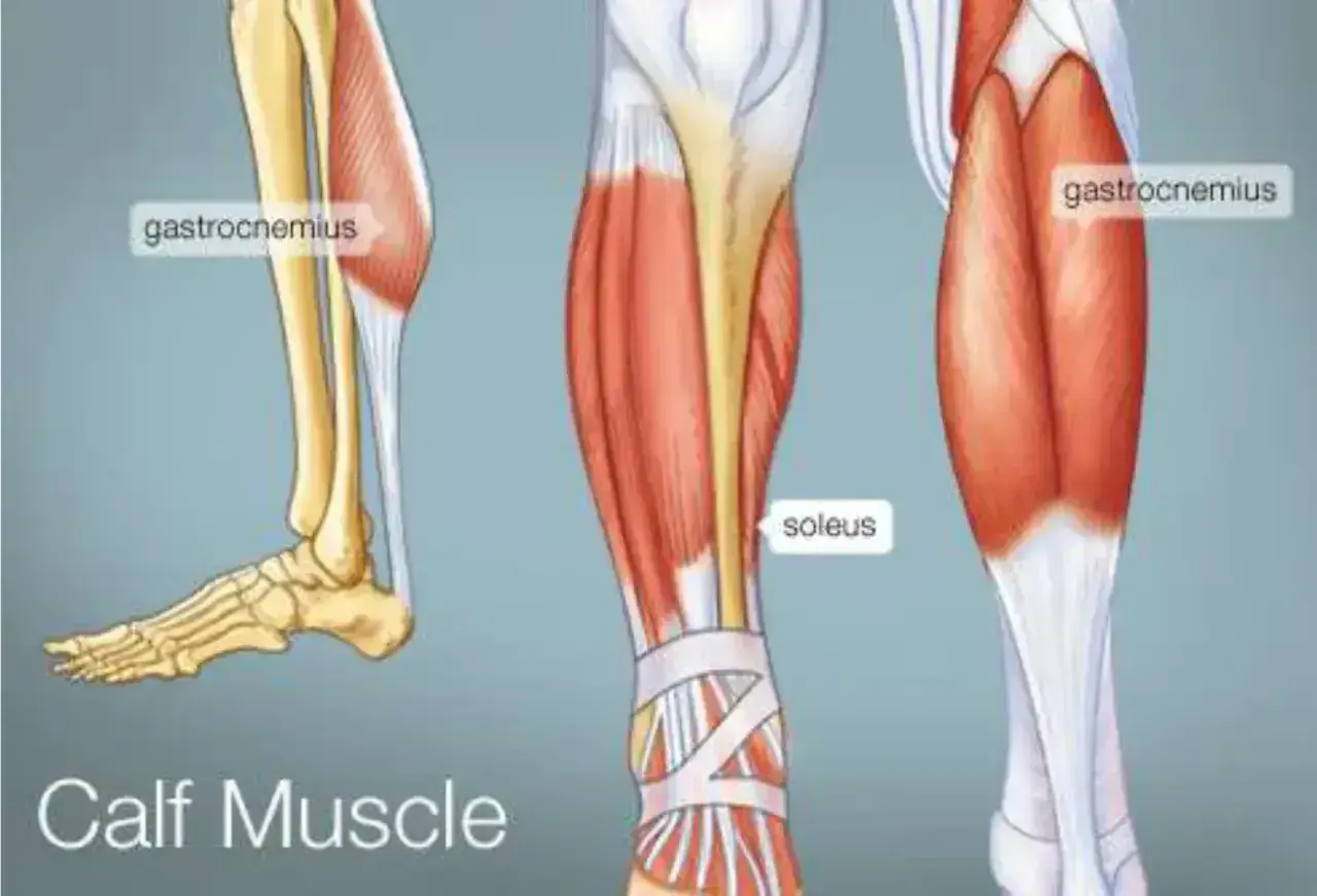 Anatomia łydki: mięsień brzuchaty łydki (gastrocnemius) i mięsień płaszczkowaty (soleus) w zbliżeniu.