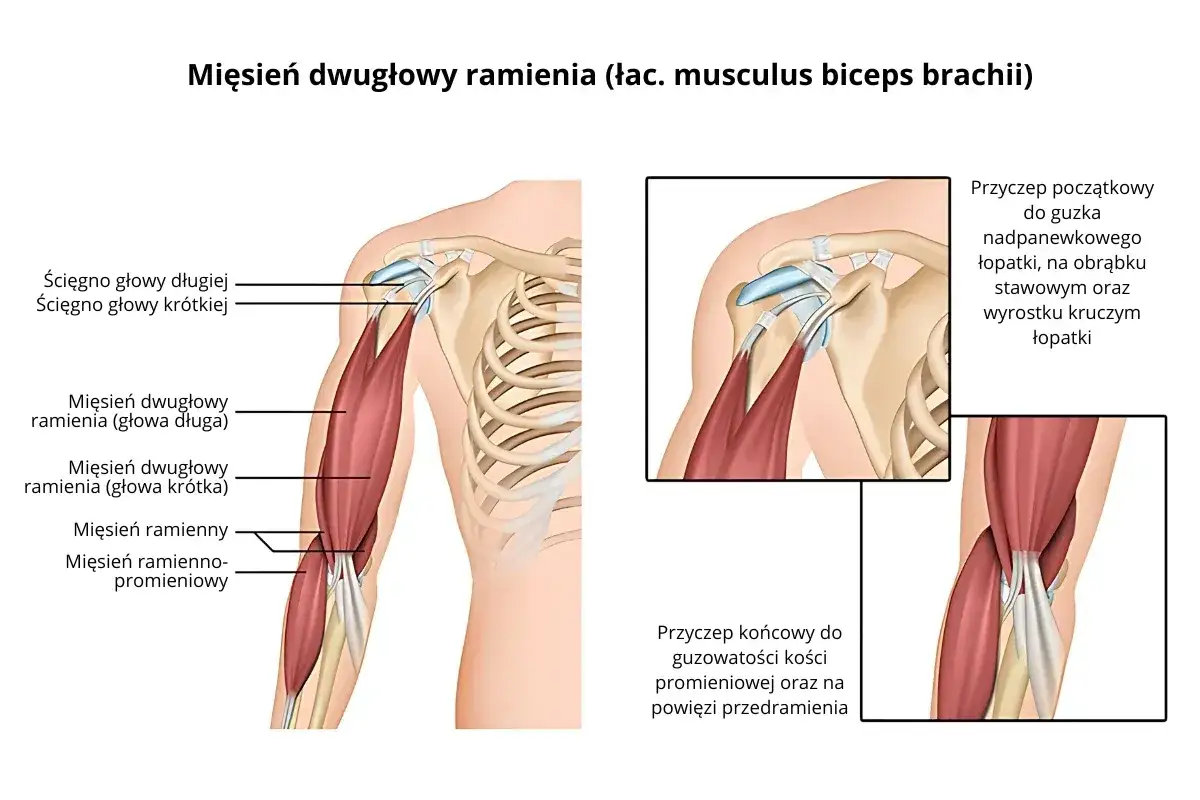 Anatomia mięśnia dwugłowego ramienia (biceps). Ilustracja pokazuje przyczepy i głowy mięśnia.
