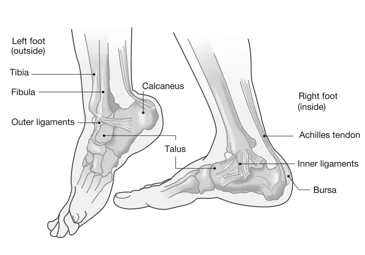 Anatomia stawu skokowego: kości piszczelowa, strzałkowa, piętowa, skokowa, więzadła zewnętrzne i wewnętrzne, ścięgno Achillesa, kaletka.