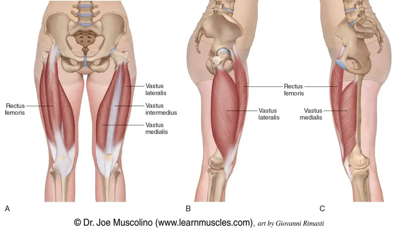 Anatomia uda: widok z przodu i z boku, ukazujący mięsień czworogłowy uda (rectus femoris, vastus lateralis, vastus medialis, vastus intermedius).
