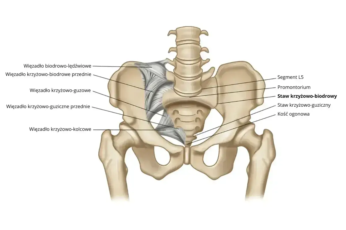 Anatomia miednicy z zaznaczonym stawem krzyżowo-biodrowym i więzadłami. Widoczna kość krzyżowa, kości biodrowe i fragmenty kręgosłupa.