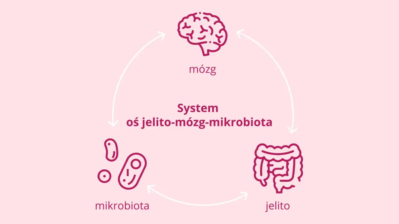 Oś jelito-mózg-mikrobiota. Mikrobiota jelitowa wpływa na mózg, produkując m.in. serotoninę, co reguluje nastrój.