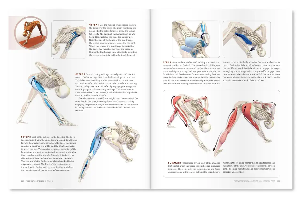 Anatomia jogi: rozciąganie mięśni antagonistycznych. Mięśnie ud i ramion w pozie Parsvottanasana.