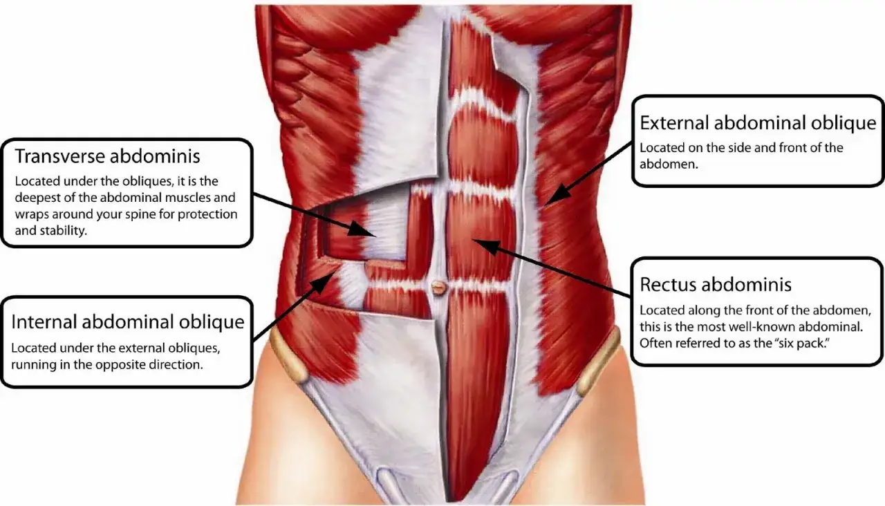 Anatomia brzucha z widocznym mięśniem poprzecznym brzucha, głęboko położonym i stabilizującym kręgosłup.