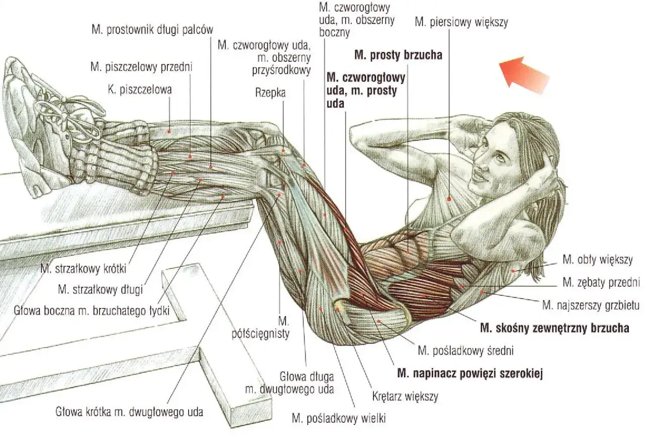 Anatomia mięśni brzucha podczas ćwiczeń. Widoczne mięśnie skośne zewnętrzne brzucha i mięśnie głębokie brzucha.