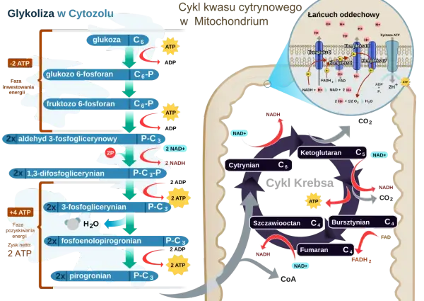 Schemat przedstawia procesy metaboliczne: glikolizę w cytoplazmie, cykl Krebsa i łańcuch oddechowy w mitochondriach, gdzie zachodzi produkcja ATP.