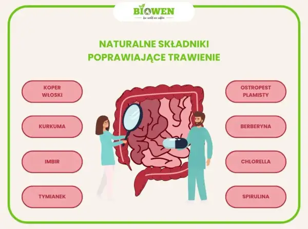 Ilustracja przedstawia jelita i składniki wspierające kurację jelitowo metaboliczną: koper włoski, kurkumę, imbir, tymianek, ostropest plamisty, berberynę, chlorellę i spirulinę.