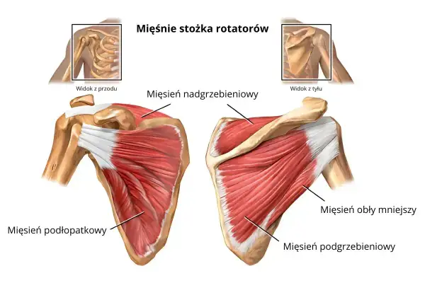 Anatomia barku: mięsień podgrzebieniowy, podłopatkowy, nadgrzebieniowy i obły mniejszy. Widok z przodu i z tyłu.