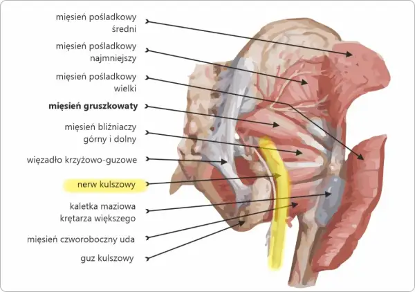 Anatomia miednicy: mięsień pośladkowy wielki, gruszkowaty i nerw kulszowy.
