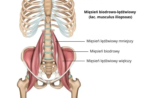 Anatomia mięśnia biodrowo-lędźwiowego, z zaznaczonym mięśniem lędźwiowym większym, biodrowym i mniejszym.