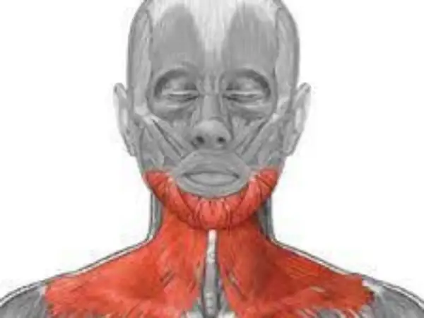 Anatomia szyi: czerwony mięsień szeroki szyi, widoczny pod skórą, biegnie od żuchwy do obojczyka.