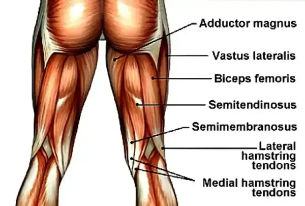 Anatomia mięśni uda: adductor magnus, vastus lateralis, biceps femoris, semitendinosus, semimembranosus, ścięgna mięśni kulszowo-goleniowych.