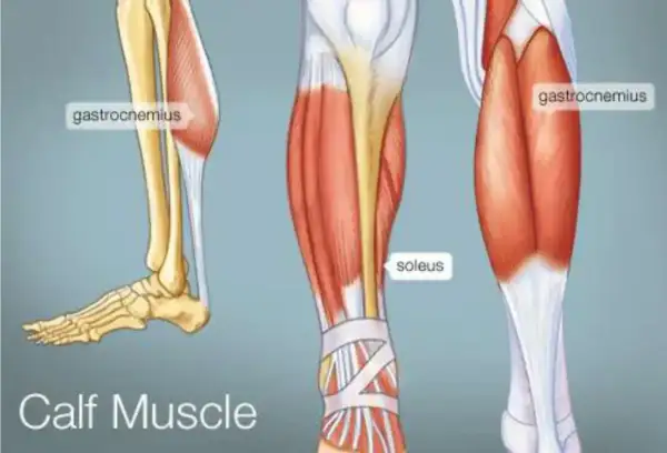 Anatomia łydki: mięsień brzuchaty łydki (gastrocnemius) i mięsień płaszczkowaty (soleus) w zbliżeniu.